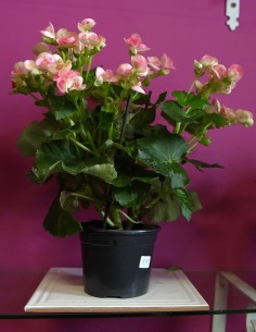 Cyclamen