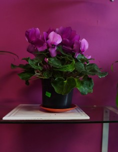 Begonia