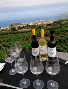 Visita Guiada a la Bodega